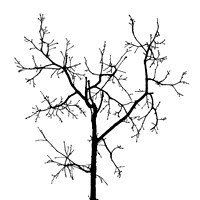 Baum 4