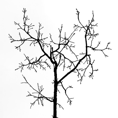Baum 4
