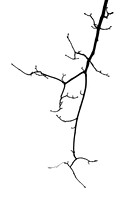 Baum 8