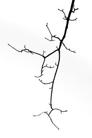 Baum 8