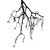 Baum 12