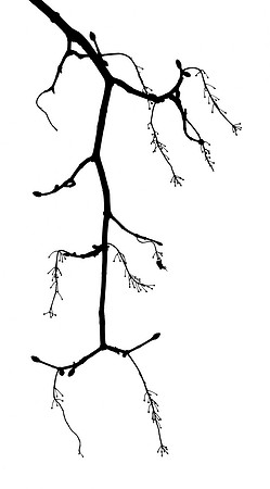 Baum 14