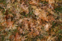 Ground